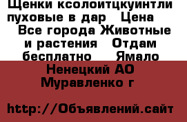 Щенки ксолоитцкуинтли пуховые в дар › Цена ­ 1 - Все города Животные и растения » Отдам бесплатно   . Ямало-Ненецкий АО,Муравленко г.